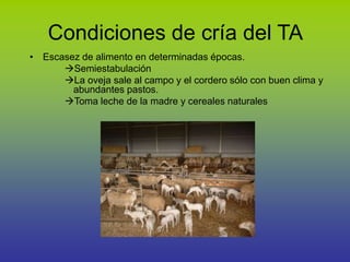 Condiciones de cría del TA
• Escasez de alimento en determinadas épocas.
Semiestabulación
La oveja sale al campo y el cordero sólo con buen clima y
abundantes pastos.
Toma leche de la madre y cereales naturales
 
