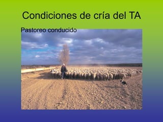 Condiciones de cría del TA
Pastoreo conducido
 