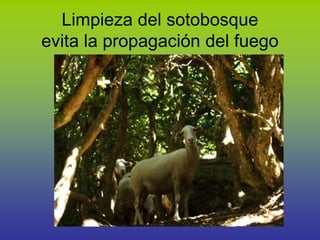 Limpieza del sotobosque
evita la propagación del fuego
 
