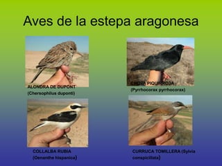 Aves de la estepa aragonesa
ALONDRA DE DUPONT
(Chersophilus duponti)
CHOVA PIQUIRROJA
(Pyrrhocorax pyrrhocorax)
COLLALBA RUBIA
(Oenanthe hispanica)
CURRUCA TOMILLERA (Sylvia
conspicillata)
 