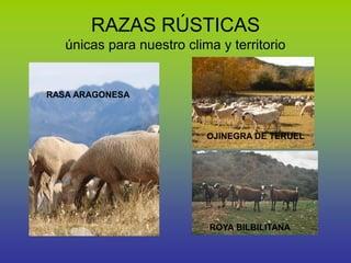 RAZAS RÚSTICAS
únicas para nuestro clima y territorio
RASA ARAGONESA
OJINEGRA DE TERUEL
ROYA BILBILITANA
 