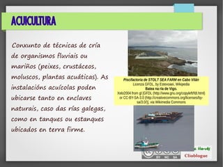 ACUICULTURA
Conxunto de técnicas de cría
de organismos fluviais ou
mariños (peixes, crustáceos,
moluscos, plantas acuáticas). As
instalacións acuícolas poden
ubicarse tanto en enclaves
naturais, caso das rías galegas,
como en tanques ou estanques
ubicados en terra firme.
Piscifactoria de STOLT SEA FARM en Cabo Vilán
Licenza GFDL, by Estevoaei, Wikipedia
Batea na ría de Vigo.
Xelo2004 from gl [GFDL (http://www.gnu.org/copyleft/fdl.html)
or CC-BY-SA-3.0 (http://creativecommons.org/licenses/by-
sa/3.0/)], via Wikimedia Commons
 