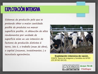 EXPLOTACIÓN INTENSIVA
Sistemas de produción polo que se
pretende obter a maior cantidade
posible de produtos na menor
superficie posible.. A obtención de altos
rendementos por unidade de
superficie esixe un uso intensivo de
factores de produción distintos á
terra, isto é, o traballo (man de obra),
o capital (insumos, investimentos...) e
tecnoloxía agronómica.
Explotación intensiva de vacún.
FONTE: Banco de Imágenes y Sondidos do INTEF
(CC BY-NC-SA 3.0)
 