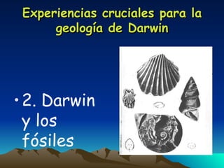 Experiencias cruciales para la geología de Darwin 2. Darwin y los fósiles 