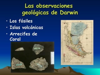 Las observaciones  geológicas de Darwin Los fósiles Islas volcánicas Arrecifes de Coral  