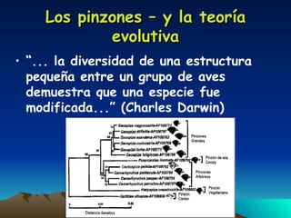 Los pinzones – y la teoría evolutiva “ ... la diversidad de una estructura pequeña entre un grupo de aves demuestra que una especie fue modificada...” (Charles Darwin) 