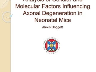 Analysis of Cellular and
Molecular Factors Influencing
Axonal Degeneration in
Neonatal Mice
Alexis Doggett
 