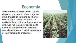 Economía
Su economía se basaba en el cultivo
de papa, que para su almacenaje era
deshidratada en la forma que hoy se
conoc...