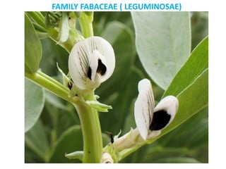 FAMILY FABACEAE ( LEGUMINOSAE)
 