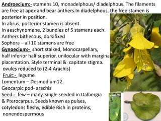 Androecium:- stamens 10, monadelphous/ diadelphous. The filaments
are free at apex and bear anthers.In diadelphous, the free stamen is
posterior in position.
In abrus, posterior stamen is absent.
In aeschynomene, 2 bundles of 5 stamens each.
Anthers bithecous, dorsifixed
Sophora – all 10 stamens are free
Gynoecium:- short stalked, Monocarpellary,
half inferior half superior, unilocular with marginal
placentation. Style terminal & capitate stigma.
ovules reduced to (2-4 Arachis)
Fruit:- legume
Lomentum – Desmodium12
Geocarpic pod- arachis
Seed:- few – many, single seeded in Dalbergia
& Pterocarpus. Seeds known as pulses,
cotyledons fleshy, edible Rich in proteins,
nonendospermous
 