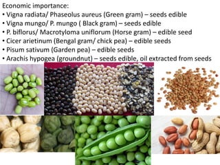 Economic importance:
• Vigna radiata/ Phaseolus aureus (Green gram) – seeds edible
• Vigna mungo/ P. mungo ( Black gram) – seeds edible
• P. biflorus/ Macrotyloma uniflorum (Horse gram) – edible seed
• Cicer arietinum (Bengal gram/ chick pea) – edible seeds
• Pisum sativum (Garden pea) – edible seeds
• Arachis hypogea (groundnut) – seeds edible, oil extracted from seeds
 