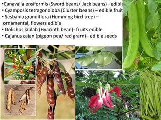 •Canavalia ensiformis (Sword beans/ Jack beans) –edible fruit
• Cyamposis tetragonoloba (Cluster beans) – edible fruit
• Sesbania grandiflora (Humming bird tree) –
ornamental, flowers edible
• Dolichos lablab (Hyacinth bean)- fruits edible
• Cajanus cajan (pigeon pea/ red gram)– edible seeds
 