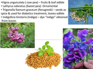 •Vigna unguiculata ( cow pea) – fruits & leaf edible
• Lathyrus odoratus (Sweet pea)- Ornamental
• Trigonella foenum-graceum (fenugreek) – seeds as
spice & used for diabetics treatment, leaves edible
• Indigofera tinctoria (Indigo) – dye “indigo” obtained
from leaves
 