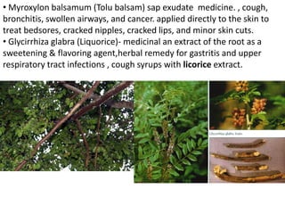 • Myroxylon balsamum (Tolu balsam) sap exudate medicine. , cough,
bronchitis, swollen airways, and cancer. applied directly to the skin to
treat bedsores, cracked nipples, cracked lips, and minor skin cuts.
• Glycirrhiza glabra (Liquorice)- medicinal an extract of the root as a
sweetening & flavoring agent,herbal remedy for gastritis and upper
respiratory tract infections , cough syrups with licorice extract.
 