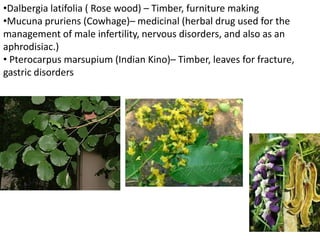 •Dalbergia latifolia ( Rose wood) – Timber, furniture making
•Mucuna pruriens (Cowhage)– medicinal (herbal drug used for the
management of male infertility, nervous disorders, and also as an
aphrodisiac.)
• Pterocarpus marsupium (Indian Kino)– Timber, leaves for fracture,
gastric disorders
 