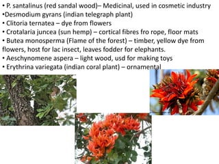 • P. santalinus (red sandal wood)– Medicinal, used in cosmetic industry
•Desmodium gyrans (indian telegraph plant)
• Clitoria ternatea – dye from flowers
• Crotalaria juncea (sun hemp) – cortical fibres fro rope, floor mats
• Butea monosperma (Flame of the forest) – timber, yellow dye from
flowers, host for lac insect, leaves fodder for elephants.
• Aeschynomene aspera – light wood, usd for making toys
• Erythrina variegata (indian coral plant) – ornamental
 