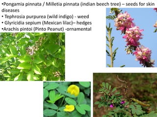 •Pongamia pinnata / Milletia pinnata (indian beech tree) – seeds for skin
diseases
• Tephrosia purpurea (wild indigo) - weed
• Glyricidia sepium (Mexican lilac)– hedges
•Arachis pintoi (Pinto Peanut) -ornamental
 