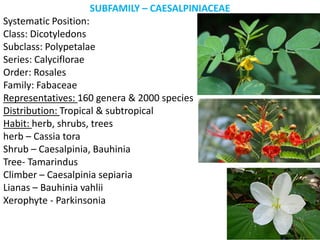 SUBFAMILY – CAESALPINIACEAE
Systematic Position:
Class: Dicotyledons
Subclass: Polypetalae
Series: Calyciflorae
Order: Rosales
Family: Fabaceae
Representatives: 160 genera & 2000 species
Distribution: Tropical & subtropical
Habit: herb, shrubs, trees
herb – Cassia tora
Shrub – Caesalpinia, Bauhinia
Tree- Tamarindus
Climber – Caesalpinia sepiaria
Lianas – Bauhinia vahlii
Xerophyte - Parkinsonia
 
