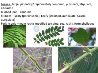 Leaves: large, pinnately/ bipinnnately compund, pulvinate, stipulate,
alternate
Bilobed leaf – Bauhinia
Stipules – spiny (parkinsonia), Leafy (Delonix), auriculate( Cassia
auriculata)
Parkinsonia – main rachis modified to spine, sec. rachis form phyllodes
 