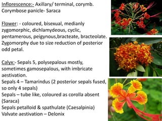 Inflorescence:- Axillary/ terminal, corymb.
Corymbose panicle- Saraca
Flower: - coloured, bisexual, medianly
zygomorphic, dichlamydeous, cyclic,
pentamerous, peigynous,bracteate, bracteolate.
Zygomorphy due to size reduction of posterior
odd petal.
Calyx:- Sepals 5, polysepalous mostly,
sometimes gamosepalous, with imbricate
aestivation.
Sepals 4 – Tamarindus (2 posterior sepals fused,
so only 4 sepals)
Sepals – tube like, coloured as corolla absent
(Saraca)
Sepals petalloid & spathulate (Caesalpinia)
Valvate aestivation – Delonix
 
