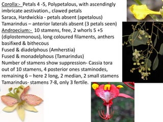 Corolla:- Petals 4 -5, Polypetalous, with ascendingly
imbricate aestivation., clawed petals
Saraca, Hardwickia - petals absent (apetalous)
Tamarindus – anterior laterals absent (3 petals seen)
Androecium:- 10 stamens, free, 2 whorls 5 +5
(diplostemonous), long coloured filaments, anthers
basifixed & bithecous
Fused & diadelphous (Amherstia)
Fused & monadelphous (Tamarindus)
Number of stamens show suppression- Cassia tora
out of 10 stamens, 4 posterior ones staminodes,
remaining 6 – here 2 long, 2 median, 2 small stamens
Tamarindus- stamens 7-8, only 3 fertile.
 