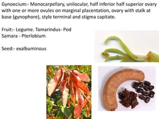 Gynoecium:- Monocarpellary, unilocular, half inferior half superior ovary
with one or more ovules on marginal placentation, ovary with stalk at
base (gynophore), style terminal and stigma capitate.
Fruit:- Legume. Tamarindus- Pod
Samara - Pterlobium
Seed:- exalbuminous
 