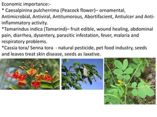Economic importance:-
* Caesalpinina pulcherrima (Peacock flower)– ornamental,
Antimicrobial, Antiviral, Antitumorous, Abortifacient, Antiulcer and Anti-
inflammatory activity.
*Tamarindus indica (Tamarind)– fruit edible, wound healing, abdominal
pain, diarrhea, dysentery, parasitic infestation, fever, malaria and
respiratory problems.
*Cassia tora/ Senna tora - natural pesticide, pet food industry, seeds
and leaves treat skin disease, seeds as laxative.
 