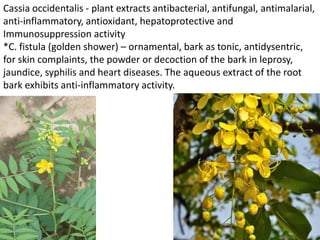 Cassia occidentalis - plant extracts antibacterial, antifungal, antimalarial,
anti-inflammatory, antioxidant, hepatoprotective and
Immunosuppression activity
*C. fistula (golden shower) – ornamental, bark as tonic, antidysentric,
for skin complaints, the powder or decoction of the bark in leprosy,
jaundice, syphilis and heart diseases. The aqueous extract of the root
bark exhibits anti-inflammatory activity.
 