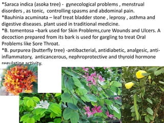 *Saraca indica (asoka tree) - gynecological problems , menstrual
disorders , as tonic, controlling spasms and abdominal pain.
*Bauhinia acuminata – leaf treat bladder stone , leprosy , asthma and
digestive diseases. plant used in traditional medicine.
*B. tomentosa –bark used for Skin Problems,cure Wounds and Ulcers. A
decoction prepared from its bark is used for gargling to treat Oral
Problems like Sore Throat.
*B. purpurea (butterfly tree) -antibacterial, antidiabetic, analgesic, anti-
inflammatory, anticancerous, nephroprotective and thyroid hormone
regulating activity.
 