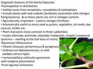 Diagnostic features of the family Fabaceae:
•Cosmopolitan in distribution
• habitat varies from xerophytes, mesophytes & hydrophytes
• Include plants with root nodules (Symbiotic association with nitrogen
fixing bacteria) , & so these plants are rich in nitrogen content.
• Agriculturally, important – used as nitrogen fertilizers
• Economically useful as many used as pulses, vegetables, oil seeds, dye
sources, timber etc.
• Plant characters many common in three subfamilies
• Leaves alternate, pulvinate, stipulate/ exstipulate, simple/ compound
(pulvinus – swelling at the leaf base of rachis)
•Racemose inflorescence
• Flowers bisexual, pentamerous & perigynous
• Androecium diplostemonous, or with
adelphy various types
• monocarpellary unilocular gynoecium
with marginal placentation
•Fruit legume/ lomentum
 