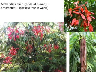Amherstia nobilis (pride of burma) –
ornamental ( loveliest tree in world)
 