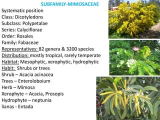 SUBFAMILY-MIMOSACEAE
Systematic position
Class: Dicotyledons
Subclass: Polypetalae
Series: Calyciflorae
Order: Rosales
Family: Fabaceae
Representatives: 82 genera & 3200 species
Distribution: mostly tropical, rarely temperate
Habitat: Mesophytic, xerophytic, hydrophytic
Habit: Shrubs or trees
Shrub – Acacia acinacea
Trees – Enteroloboium
Herb – Mimosa
Xerophyte – Acacia, Prosopis
Hydrophyte – neptunia
lianas - Entada
 