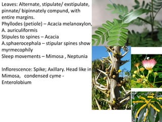 Leaves: Alternate, stipulate/ exstipulate,
pinnate/ bipinnately compund, with
entire margins.
Phyllodes (petiole) – Acacia melanoxylon,
A. auriculiformis
Stipules to spines – Acacia
A.sphaerocephala – stipular spines show
myrmecophily
Sleep movements – Mimosa , Neptunia
Inflorescence: Spike; Axillary. Head like in
Mimosa, condensed cyme -
Enterolobium
 