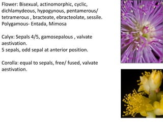 Flower: Bisexual, actinomorphic, cyclic,
dichlamydeous, hypogynous, pentamerous/
tetramerous , bracteate, ebracteolate, sessile.
Polygamous- Entada, Mimosa
Calyx: Sepals 4/5, gamosepalous , valvate
aestivation.
5 sepals, odd sepal at anterior position.
Corolla: equal to sepals, free/ fused, valvate
aestivation.
 