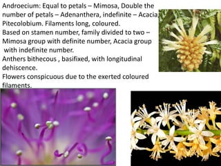 Androecium: Equal to petals – Mimosa, Double the
number of petals – Adenanthera, indefinite – Acacia,
Pitecolobium. Filaments long, coloured.
Based on stamen number, family divided to two –
Mimosa group with definite number, Acacia group
with indefinite number.
Anthers bithecous , basifixed, with longitudinal
dehiscence.
Flowers conspicuous due to the exerted coloured
filaments.
 