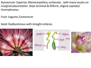 Gynoecium: Superior, Monocarpellary, unilocular , with many ovules on
marginal placentation. Style terminal & filiform, stigma capitate/
inconspicuous.
Fruit: Legume /Lomentum
Seed: Exalbuminous with straight embryo.
 