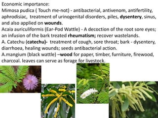 Economic importance:
Mimosa pudica ( Touch me-not) - antibacterial, antivenom, antifertility,
aphrodisiac, treatment of urinogenital disorders, piles, dysentery, sinus,
and also applied on wounds.
Acaia auriculiformis (Ear-Pod Wattle) - A decoction of the root sore eyes;
an infusion of the bark treated rheumatism; recover wastelands.
A. Catechu (catechu)- treatment of cough, sore throat; bark - dysentery,
diarrhoea, healing wounds; seeds antibacterial action.
A.mangium (black wattle) –wood for paper, timber, furniture, firewood,
charcoal. leaves can serve as forage for livestock.
 