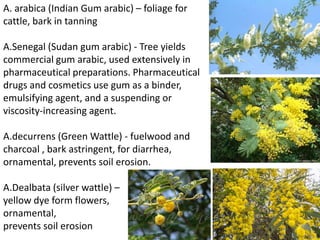 A. arabica (Indian Gum arabic) – foliage for
cattle, bark in tanning
A.Senegal (Sudan gum arabic) - Tree yields
commercial gum arabic, used extensively in
pharmaceutical preparations. Pharmaceutical
drugs and cosmetics use gum as a binder,
emulsifying agent, and a suspending or
viscosity-increasing agent.
A.decurrens (Green Wattle) - fuelwood and
charcoal , bark astringent, for diarrhea,
ornamental, prevents soil erosion.
A.Dealbata (silver wattle) –
yellow dye form flowers,
ornamental,
prevents soil erosion
 