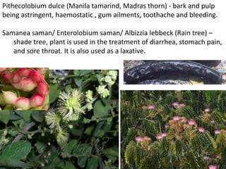 Pithecolobium dulce (Manila tamarind, Madras thorn) - bark and pulp
being astringent, haemostatic , gum ailments, toothache and bleeding.
Samanea saman/ Enterolobium saman/ Albizzia lebbeck (Rain tree) –
shade tree, plant is used in the treatment of diarrhea, stomach pain,
and sore throat. It is also used as a laxative.
 