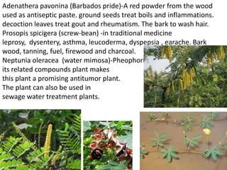 Adenathera pavonina (Barbados pride)-A red powder from the wood
used as antiseptic paste. ground seeds treat boils and inflammations.
decoction leaves treat gout and rheumatism. The bark to wash hair.
Prosopis spicigera (screw-bean) -in traditional medicine
leprosy, dysentery, asthma, leucoderma, dyspepsia , earache. Bark
wood, tanning, fuel, firewood and charcoal.
Neptunia oleracea (water mimosa)-Pheophorbide a and
its related compounds plant makes
this plant a promising antitumor plant.
The plant can also be used in
sewage water treatment plants.
 