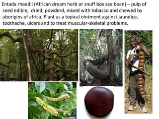 Entada rheedii (African dream herb or snuff box sea bean) – pulp of
seed edible, dried, powderd, mixed with tobacco and chewed by
aborigins of africa. Plant as a topical ointment against jaundice,
toothache, ulcers and to treat muscular-skeletal problems.
 