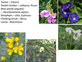Twiner – Clitoria
Tendril climber – Lathyrus, Pisum
Near ponds (aquatic)
– Aeschynomene aspera
Xerophyes – Ulex, Cystissus
Climbing shrub – Abrus
Lianas - Rhynchosia
 