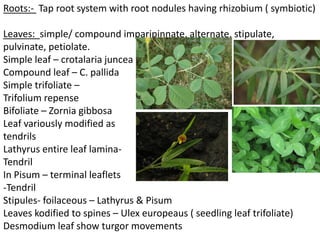 Roots:- Tap root system with root nodules having rhizobium ( symbiotic)
Leaves: simple/ compound imparipinnate, alternate, stipulate,
pulvinate, petiolate.
Simple leaf – crotalaria juncea
Compound leaf – C. pallida
Simple trifoliate –
Trifolium repense
Bifoliate – Zornia gibbosa
Leaf variously modified as
tendrils
Lathyrus entire leaf lamina-
Tendril
In Pisum – terminal leaflets
-Tendril
Stipules- foilaceous – Lathyrus & Pisum
Leaves kodified to spines – Ulex europeaus ( seedling leaf trifoliate)
Desmodium leaf show turgor movements
 