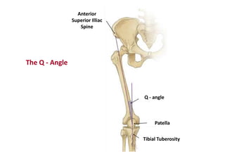 Q - angle
Patella
Tibial Tuberosity
Anterior
Superior Illiac
Spine
The Q - Angle
 