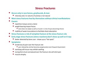 • Occurs only in race horses, greyhounds, & man
• intensity and / or volume of activity is not natural
• Most stress fractures heal by themselves without clinical manifestations
• Causes:
• repetitive torque across a bone
• weight bearing impact forces
• bone does not adapt as well as muscle r u risk of injury becoming chronic
• inability of weak musculature to facilitate shock absorption
• Stress fractures u risk of complete fracture at the stress fracture site
• Early stage stress fractures (stress reactions) don’t show up well on X-rays
• better detected by bone scan - shows up as “hot spots”
• Symptoms:
• tenderness & pain over the fracture site
• pain relieved by rest but becomes progressively more frequent & persistent
• overlying soft tissue may exhibit swelling
• tuning fork struck and placed over the fracture site will elicit pain
• muscle atrophy
Stress Fractures
 