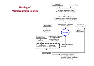 Increased Mechanical Load
Beyond Tissue Tensile Strength
Submaximal Stress
Repetitive
Impact - Torque
Microfailure
(partial rupture)
Macrofailure
(complete rupture)
Failed Healing
Response
Acute
Inflammation
Classic Overuse Syndrome
Tendinosis Tendinitis
Healing
Degenerative
Changes Within
Fibrosis
Degenerative Changes
in Tissue Sheath
SheathIncreased
Inflammation
Continuation of
Injurous Activity
Decreased Functionality
Increased Chronicity
Exacerbation of Injury
Rest Treatm ent
Initial Cell-Matrix Response
(Reversible Injury - Possibly No Pain)
Physiological Adaptation
(Training Effect)
+Prenchymal Tissue
+
Increased Fibrotic Response
u tissue laid dow n to u tissue strength
Healing of
Microtraumatic Injuries
 