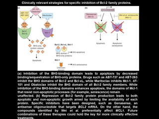 Clinically relevant strategies for specific inhibition of Bcl-2.