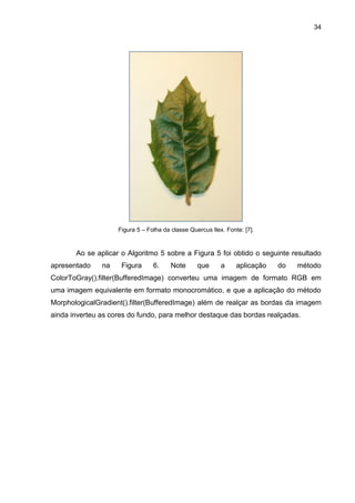 34
Figura 5 – Folha da classe Quercus Ilex. Fonte: [7].
Ao se aplicar o Algoritmo 5 sobre a Figura 5 foi obtido o seguinte resultado
apresentado na Figura 6. Note que a aplicação do método
ColorToGray().filter(BufferedImage) converteu uma imagem de formato RGB em
uma imagem equivalente em formato monocromático, e que a aplicação do método
MorphologicalGradient().filter(BufferedImage) além de realçar as bordas da imagem
ainda inverteu as cores do fundo, para melhor destaque das bordas realçadas.
 