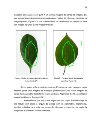 38
marcador apresentado na Figura 7 em outras imagens do banco de imagens [7],
este apresenta um deslocamento com relação as regiões de interesse, marcadas na
imagem padrão (Figura 5), o que ocasiona falha na identificação da posição da folha
com relação ao fundo e erro de segmentação.
Figura 8 – Folha de classe não relacionada em
índice. Fonte: [7].
Figura 9 – Folha da classe Broussonetia
papyrifera. Fonte: [7].
Sendo assim, o foco foi direcionado ao 2º estudo de caso planejado neste
trabalho, gerar uma imagem de marcação personalizada para cada imagem do
banco de imagens [7]. Desta forma foram criados os Algoritmos 8 e 10, que utilizam
o seguinte objeto do SegmentIt [6]:
- MarkersEditor (int, int) – este objeto cria um objeto BufferedImage do
tipo ARGB, com altura e largura de acordo com os parâmetros. Implementa,
também, métodos para pintar os pontos de interesse e preencher os pixels da
imagem de acordo com a cor do marcador.
 