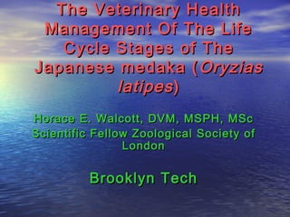 The Veterinary HealthThe Veterinary Health
Management Of The LifeManagement Of The Life
Cycle Stages of TheCycle Stages of The
Japanese medaka (Japanese medaka ( OryziasOryzias
latipeslatipes))
Horace E. Walcott, DVM, MSPH, MScHorace E. Walcott, DVM, MSPH, MSc
Scientific Fellow Zoological Society ofScientific Fellow Zoological Society of
LondonLondon
Brooklyn TechBrooklyn Tech
 